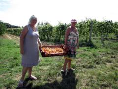 Irene and Pauline collecting apricots for jam making