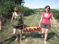 Louise and Karen fruit picking