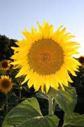 Sunflower month