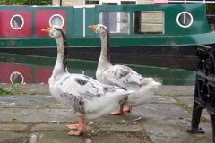 Some friends we made in Hebden Bridge