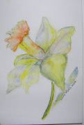 Daffodil Water colour