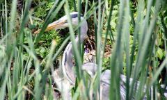 Heron, hiding from us, wildlife galore in the Reeds by Antree race course