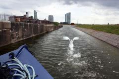 This Swan, leads the way along this chanel into Liverpool