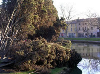 Trees fall into Canal du Midi at Carcassonne