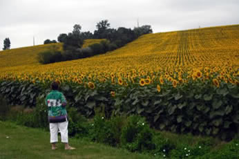 Sunflower fields in the Midi