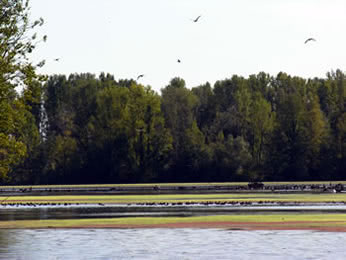 Wild life on the river Tarn