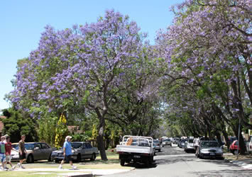 Jacaranda trees in Applecross Perth