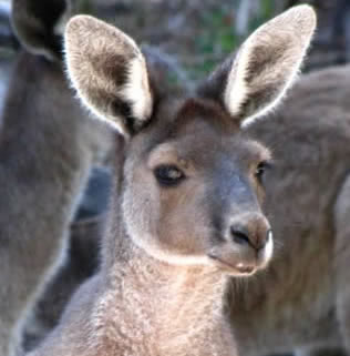 kangaroo zoo in Perth