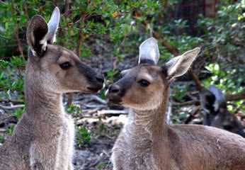 wild kangaroos