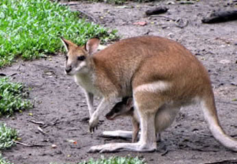 kangaroo with baby in pouch