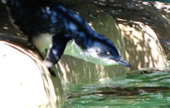 Penguin off for a swim